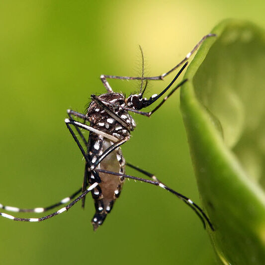 800px-Aedes_aegypti 800px-Aedes_aegypti