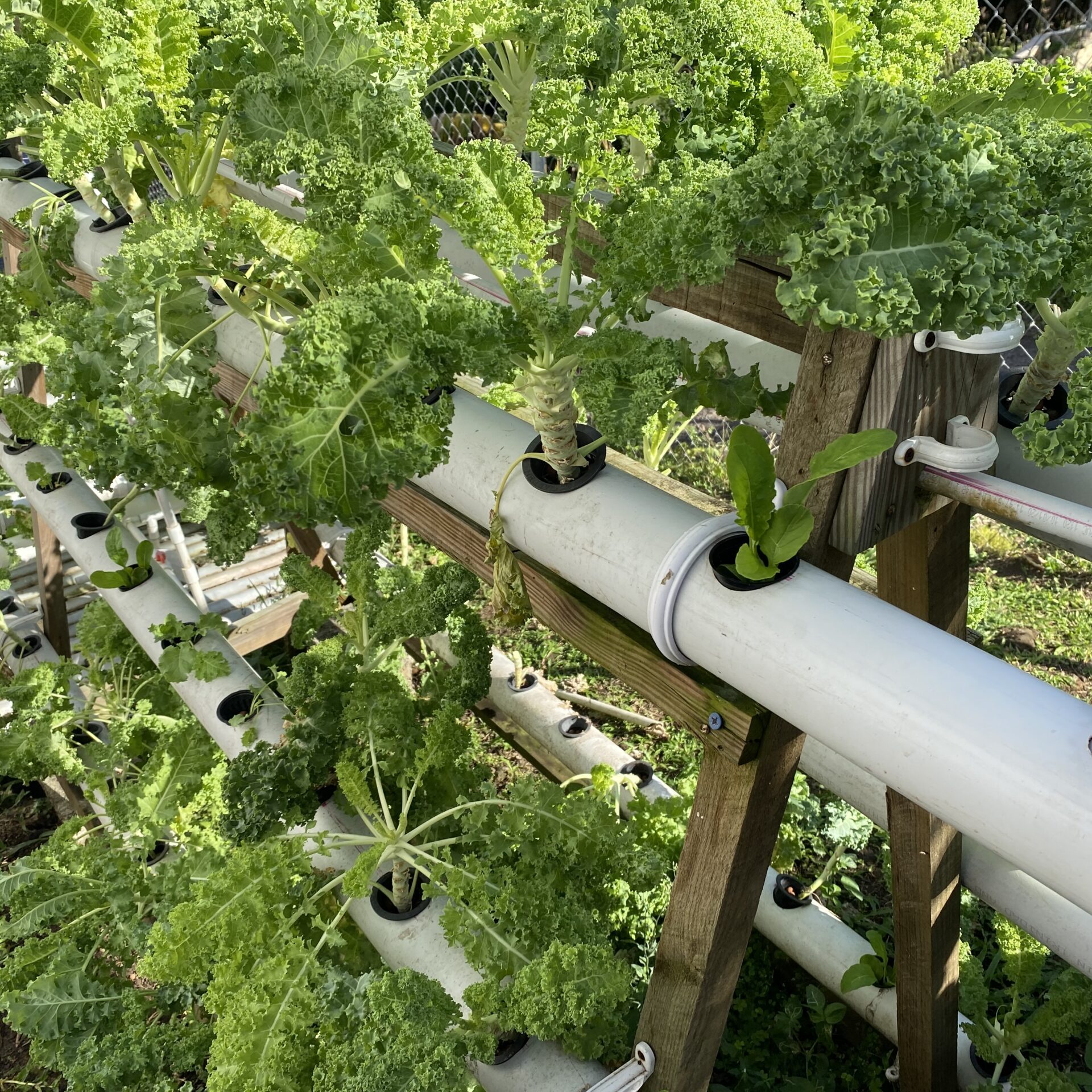 Leslie Smith Hydroponics systems Leslie Smith Hydroponics systems