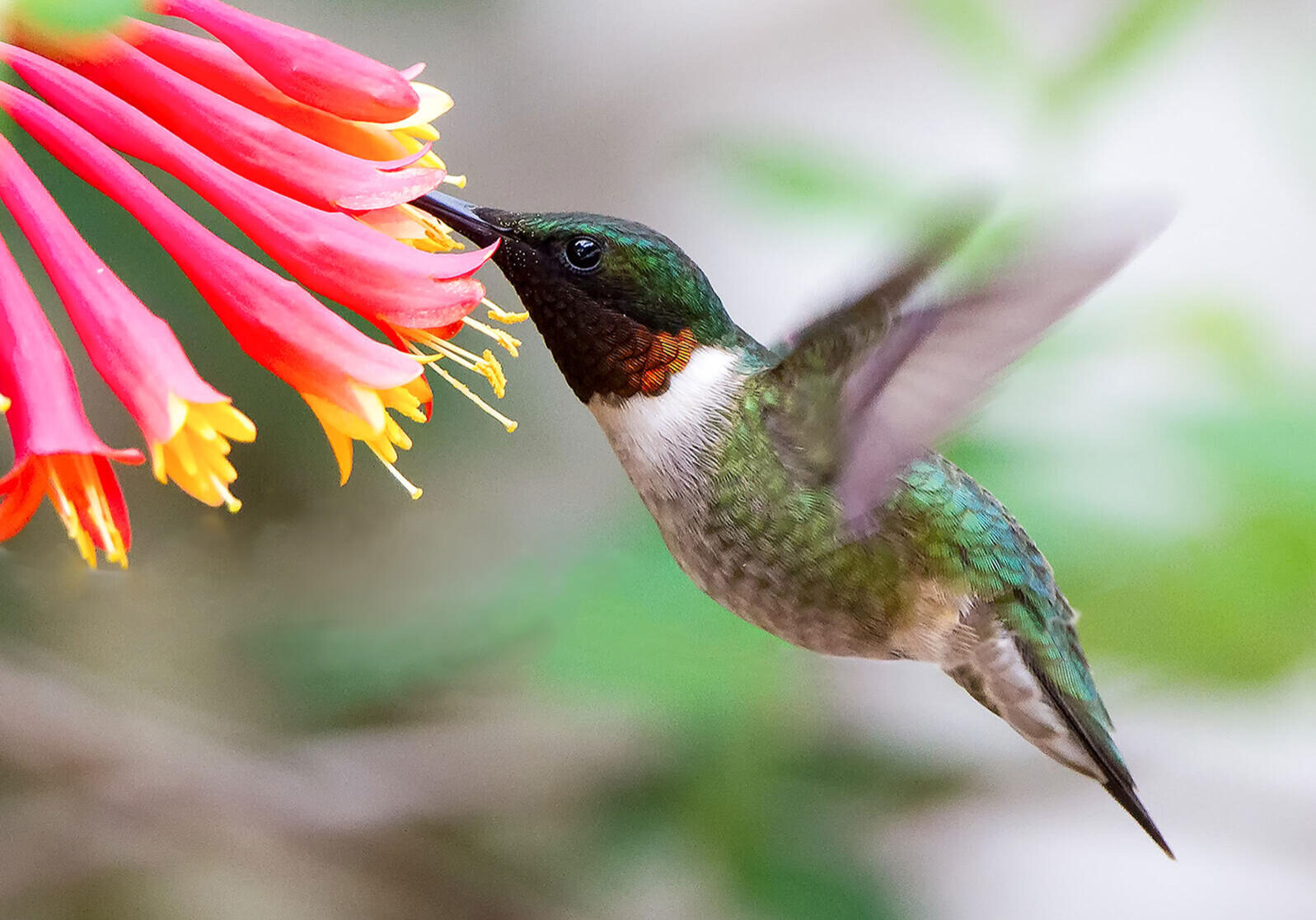 web_apa_2015_davidshipper_ruby-throated_hummingbird_kk